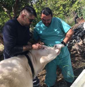  Ortaca Okçular Mahallesi'nde Brucella aşılaması gerçekleştirildi haberi