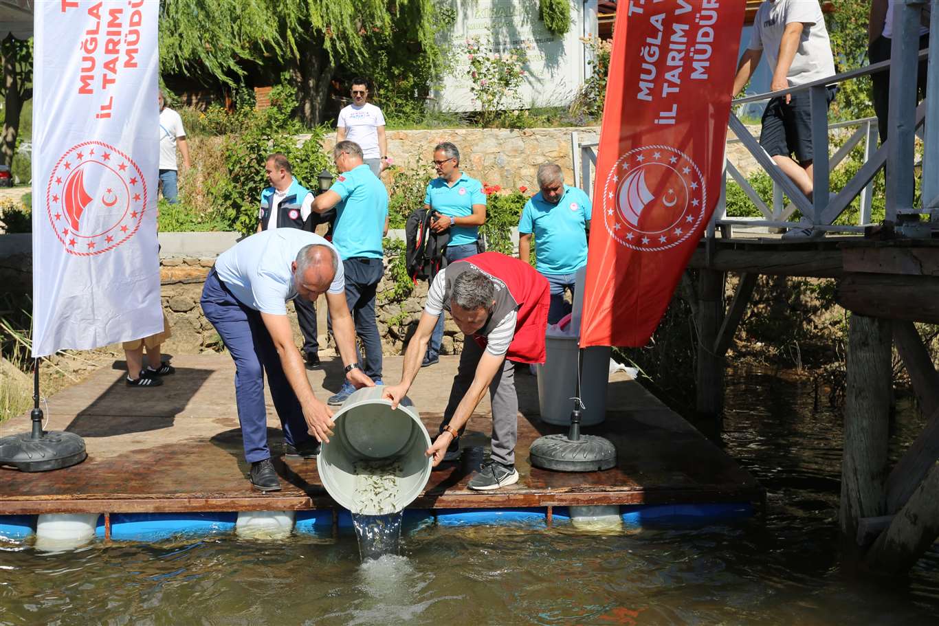  Muğla'da su kaynaklarına 205 bin sazan yavrusu bırakıldı haberi