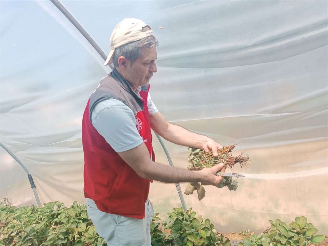 Menteşe'de tarımda hastalık ve zararlı denetimi haberi