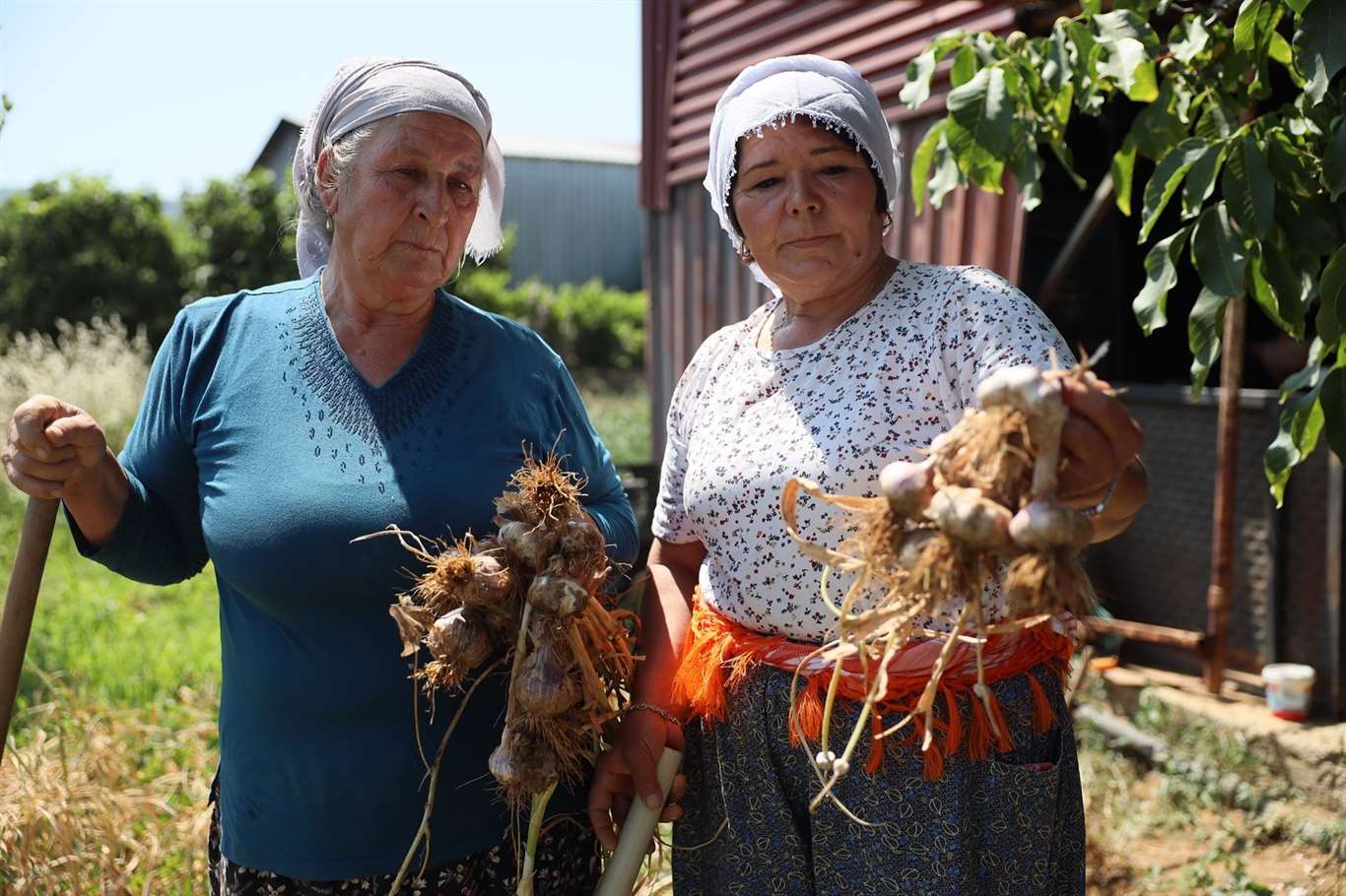    Coğrafi işaretli Ula sarımsağı ilgi odağı oldu haberi