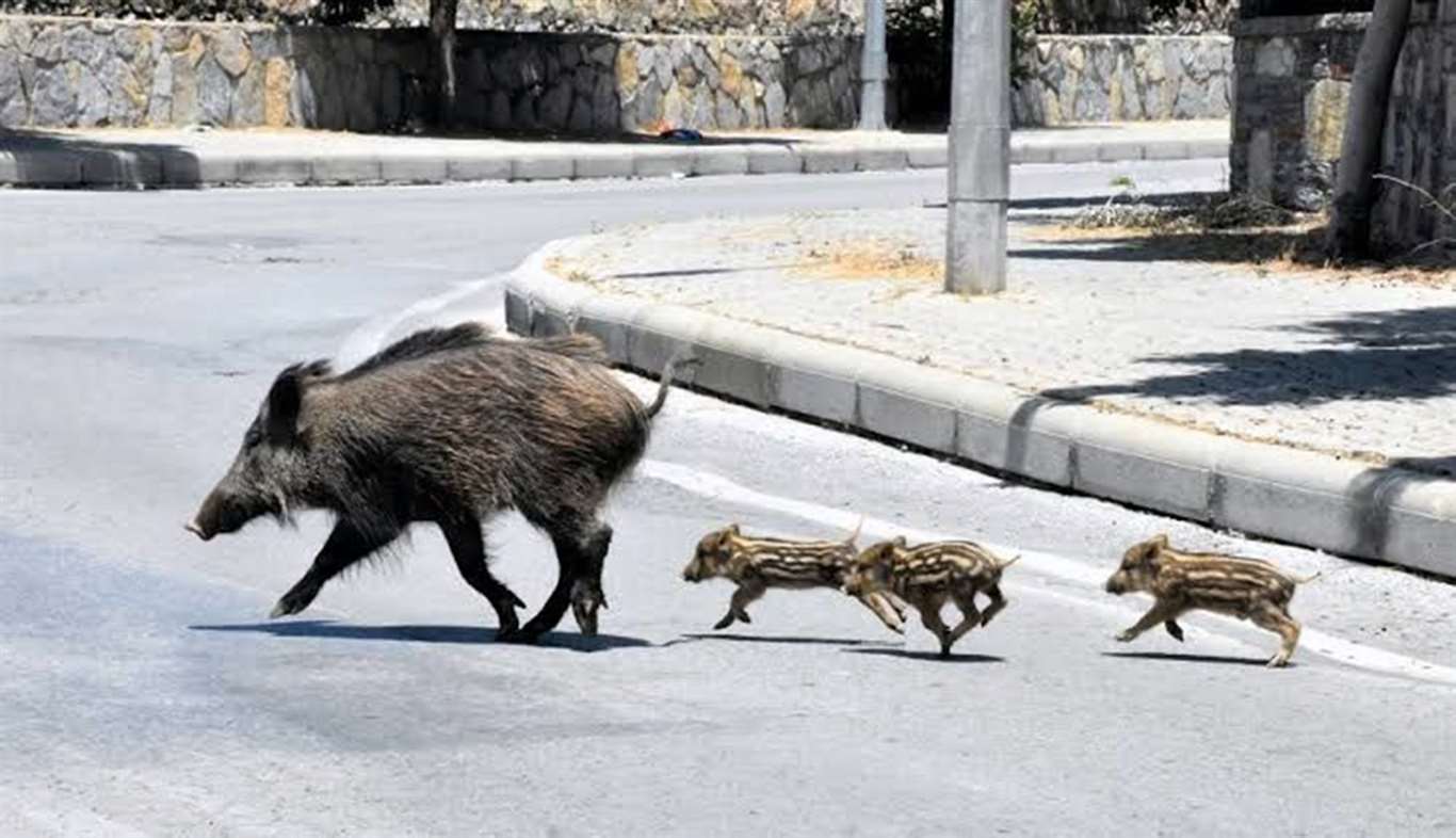 Muğla'da yaban domuzlarıyla mücadele kararı haberi