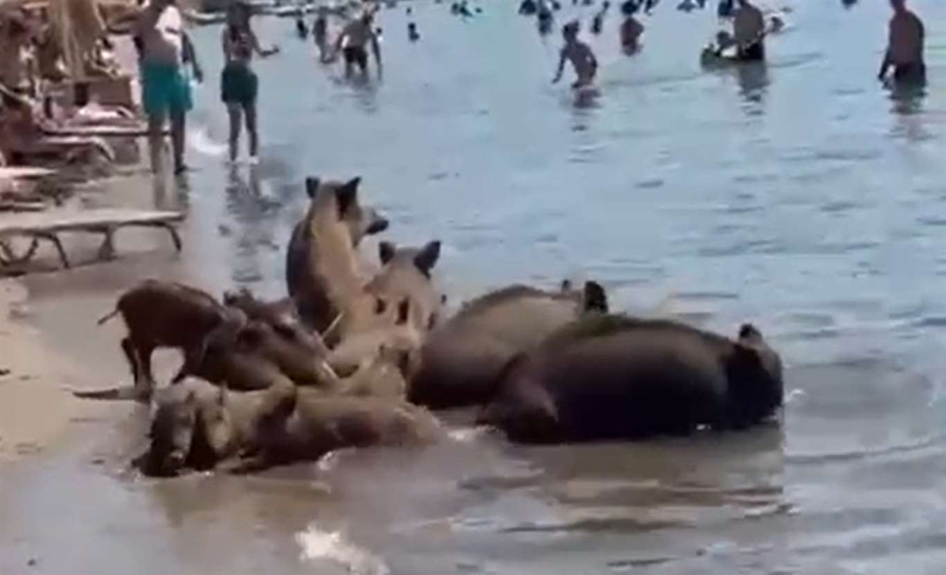 Yaban domuzları sahile indi, denize girip serinledi haberi
