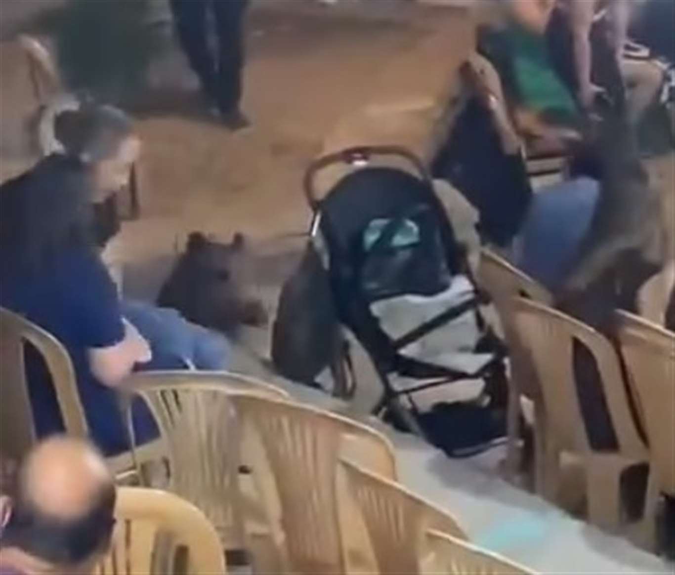 Yaban domuzu düğüne daldı haberi