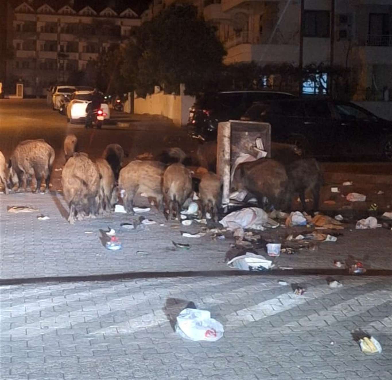 Belediyenin çöpleri zamanında toplamadığı Marmaris'te yaban domuzu istilası yaşanıyor haberi
