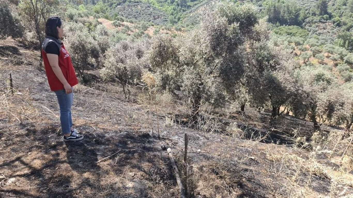          Yeşilyurt'taki yangında zarar gören tarım alanlarında hasar tespit çalışması yapıldı haberi