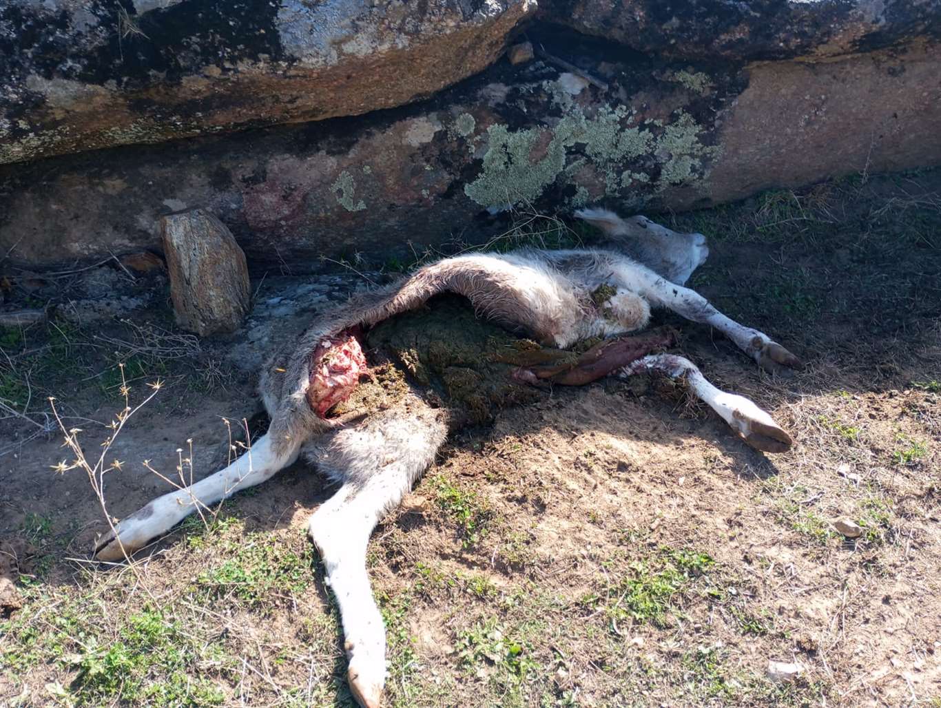 Yatağan'da kurt saldırısı: 4 hayvan telef oldu haberi