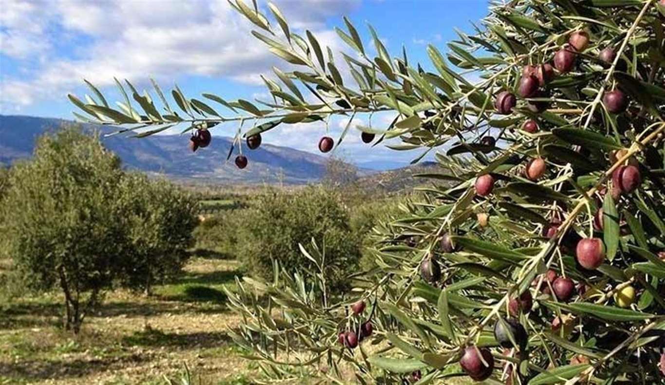 Maden Yasası'nın Muğla'da yaşatacağı yıkımı canlı yayında anlattı haberi