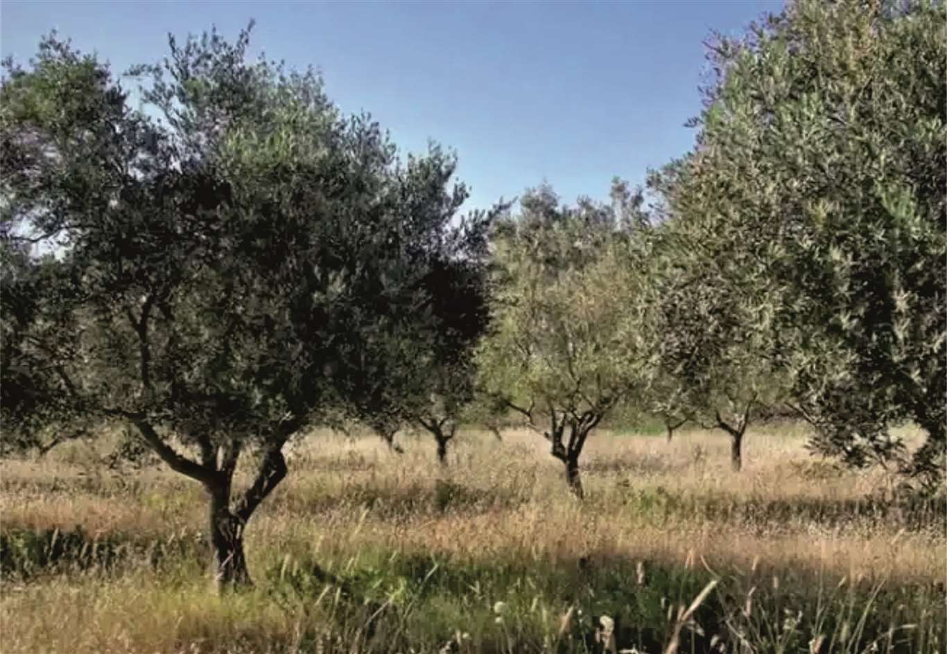 Temiz Hava Hakkı Platformu: 