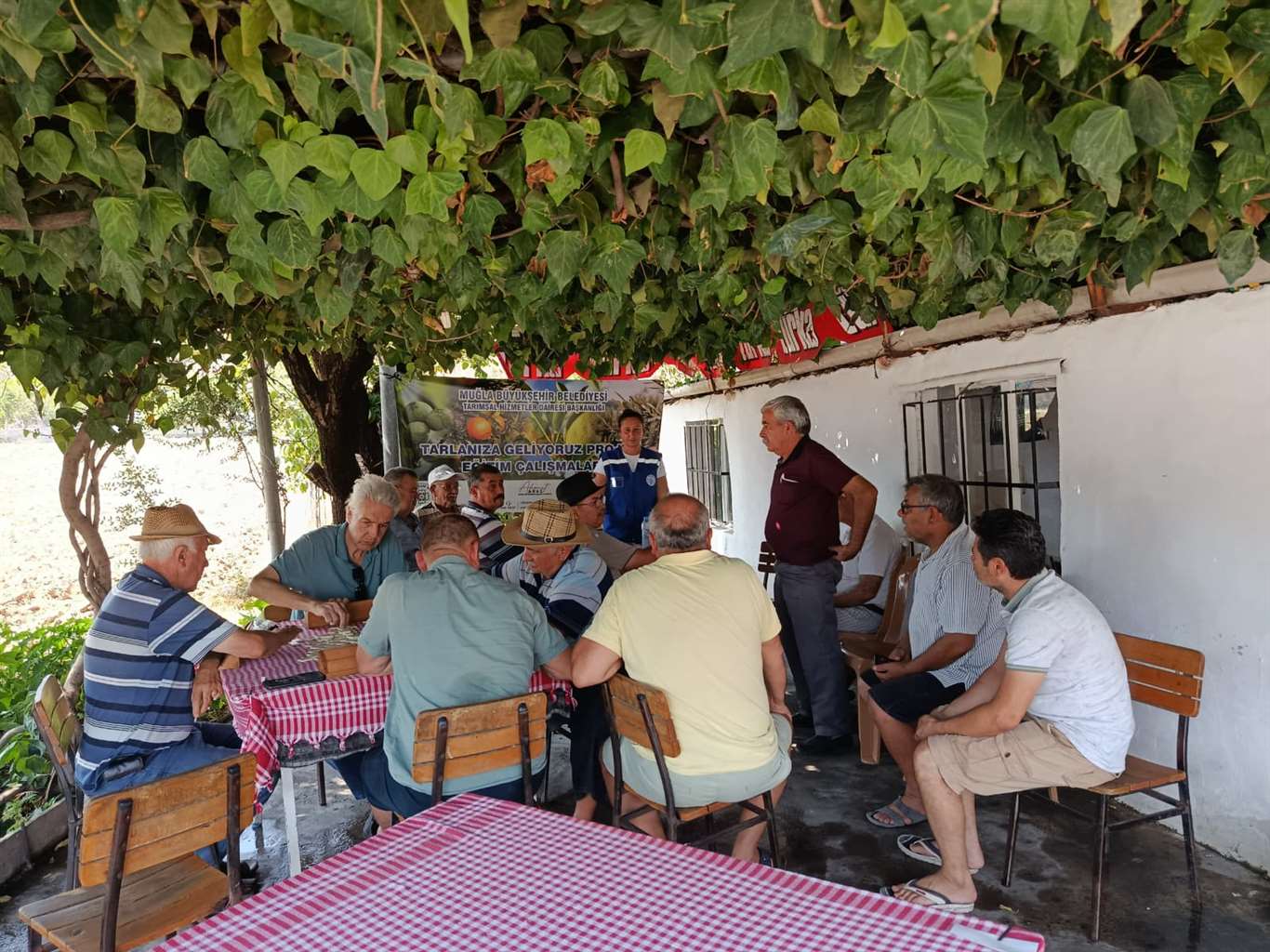 Zeytin üreticisine destek: 