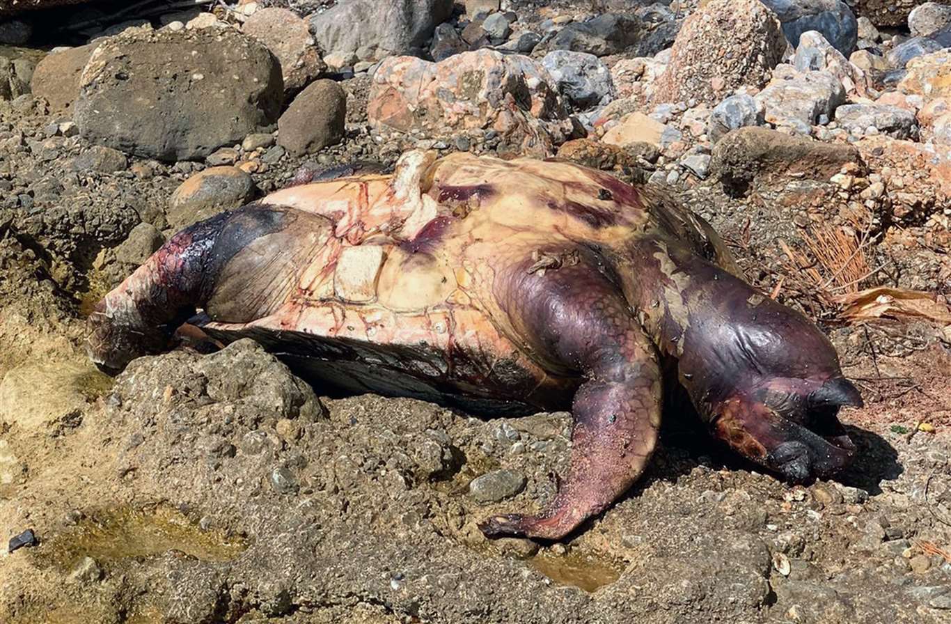       Ölü deniz kaplumbağası Turnalı sahilinde kıyıya vurdu haberi